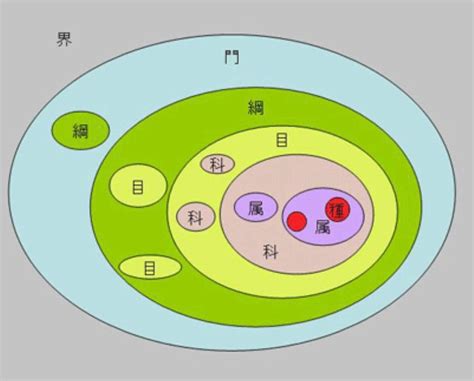 界門綱目科屬種查詢|界门纲目科属种（生物分类学名词）